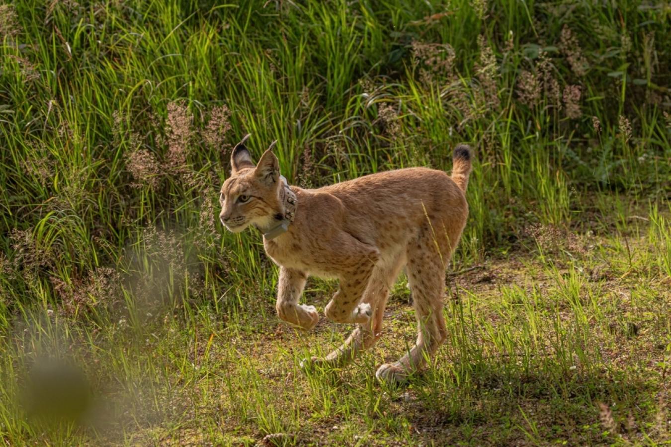 Weiterer Luchs in Sachsen ausgewildert