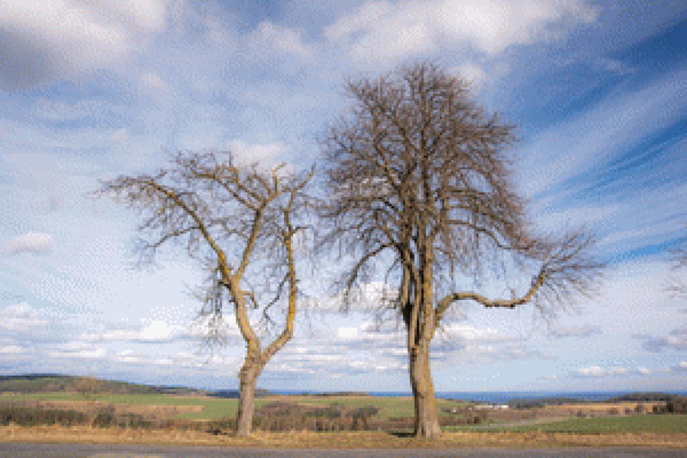 Winterwetter ohne Schnee © DWD - Rüdiger Manig