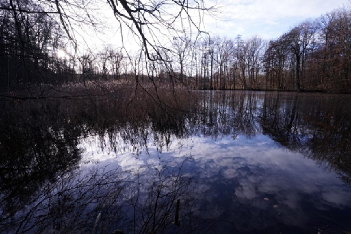 Burgstädtel-Teich wird als Amphibien-Laichgewässer entwickelt