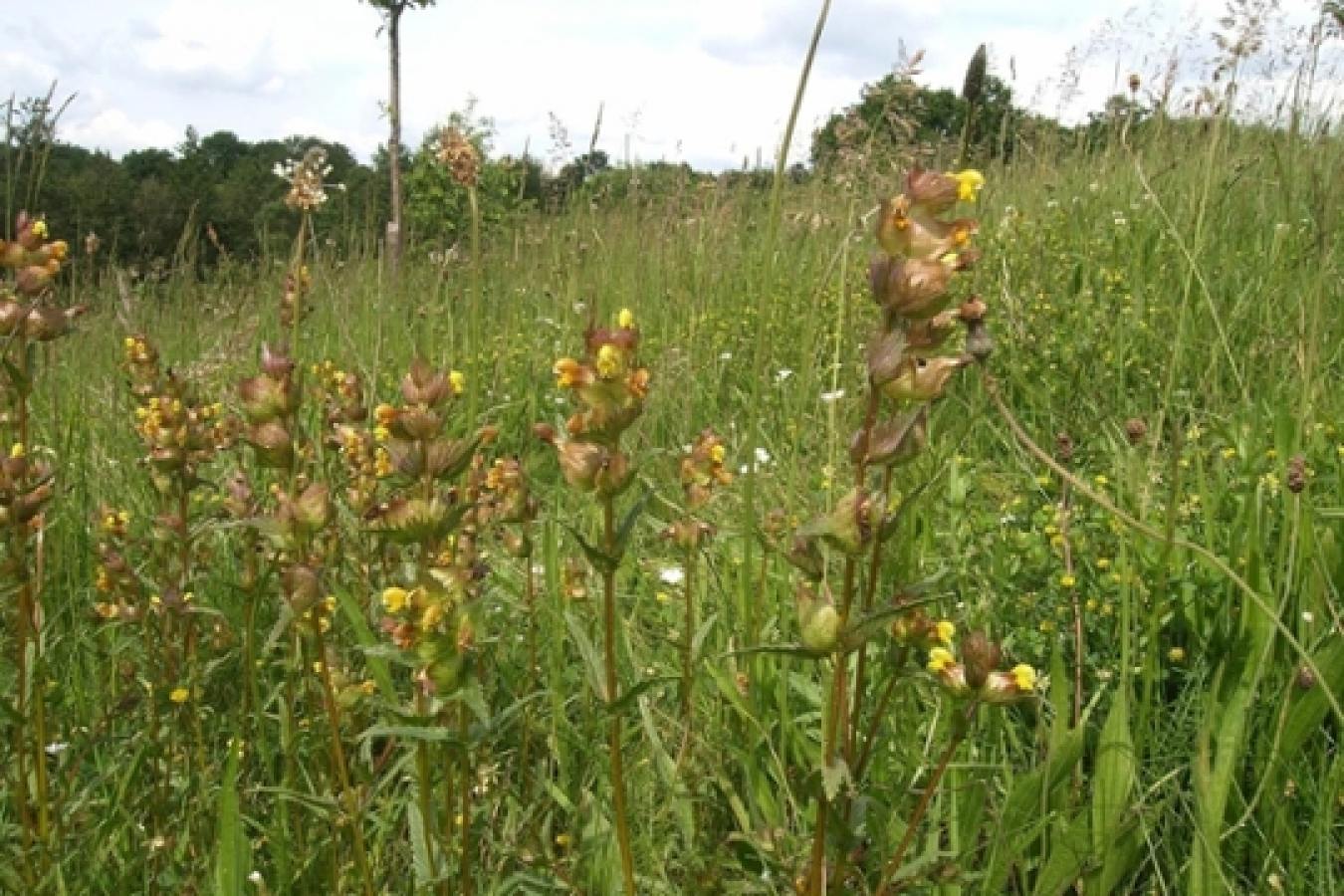 Ökologischer Landbau bundesweit im Vormarsch