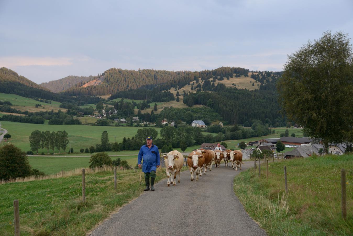 Grünland-Förderung jetzt auch für Weidegemeinschaften möglich