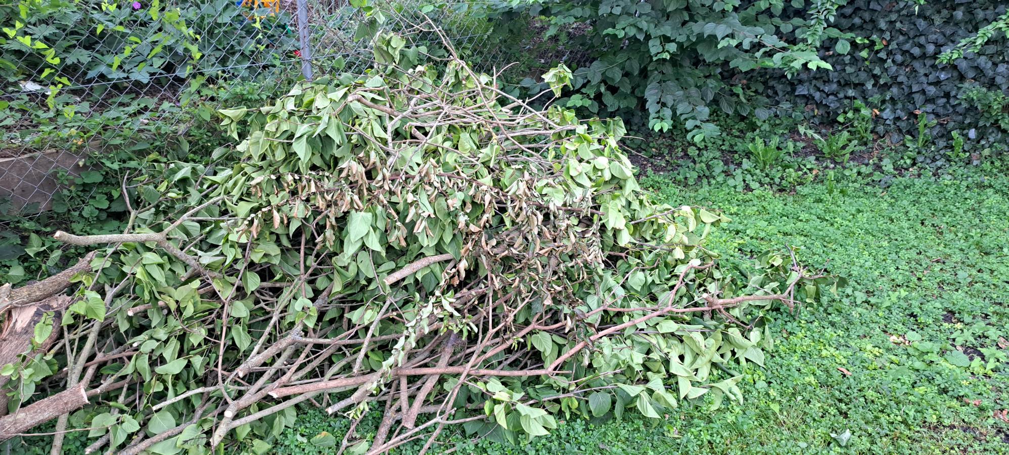 Gartenpflege für den Frühling: Abholdienst im März