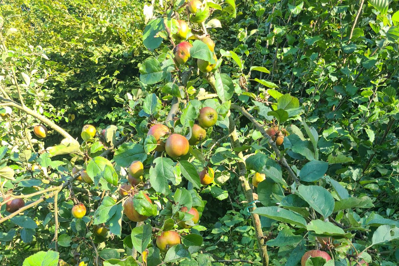 Obstbaumaktion für Gütersloher Bürgerinnen und Bürger