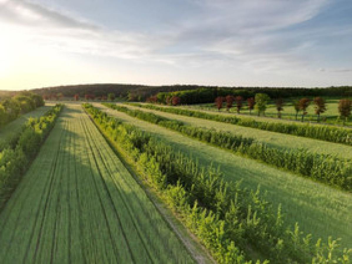 Aufbau des Demonstrationsnetzwerkes Agroforst begonnen