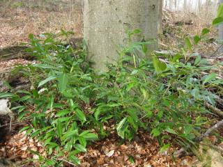 Invasive Pflanzen und Tiere in der Ortenau - Image