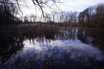 Burgstädtel-Teich wird als Amphibien-Laichgewässer entwickelt - Image