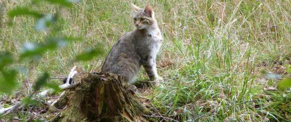 Die Wildkatze (Foto: Paul Bey)