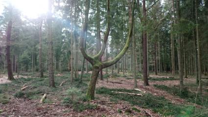 Umfangreiche Pflegearbeiten sorgen dafür, dass die alten Eichen wieder Licht und Sonne bekommen.