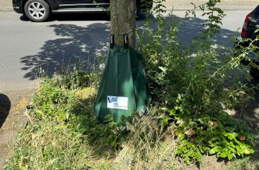 Stadt Recklinghausen gibt kostenlose Bewässerungsbeutel für Bäume im Stadtgebiet aus - Image