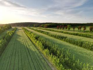 Aufbau des Demonstrationsnetzwerkes Agroforst begonnen - Image