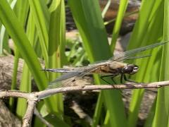 Abschluss des Projekts „gARTENreich“: Gütersloher Gärten als Vorreiter für Biodiversität