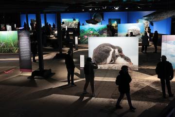 Fast 115.000 Gäste nach gut drei Wochen – die neue Ausstellung „Planet Ozean“ bricht alle Rekorde - Image
