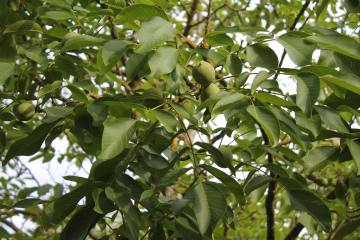 Äpfel, Birnen und Walnüsse frisch vom Baum – Ernten und Naschen auf Würzburgs Streuobstwiesen erlaubt